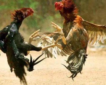 Beberapa Ciri-Ciri Ayam Juara, Penghobi Ayam Aduan Wajib Tahu